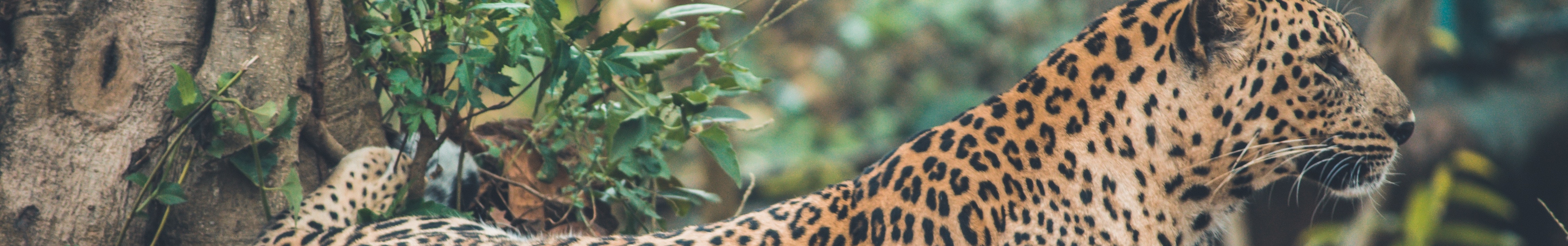 Axe Valley Wildlife Park