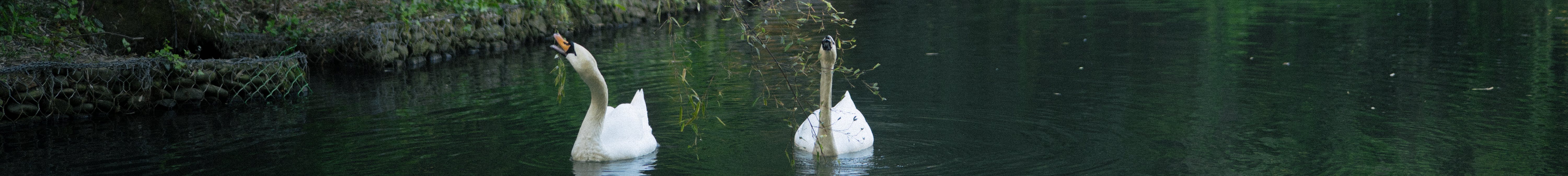 abbotsbury swannery in dorset