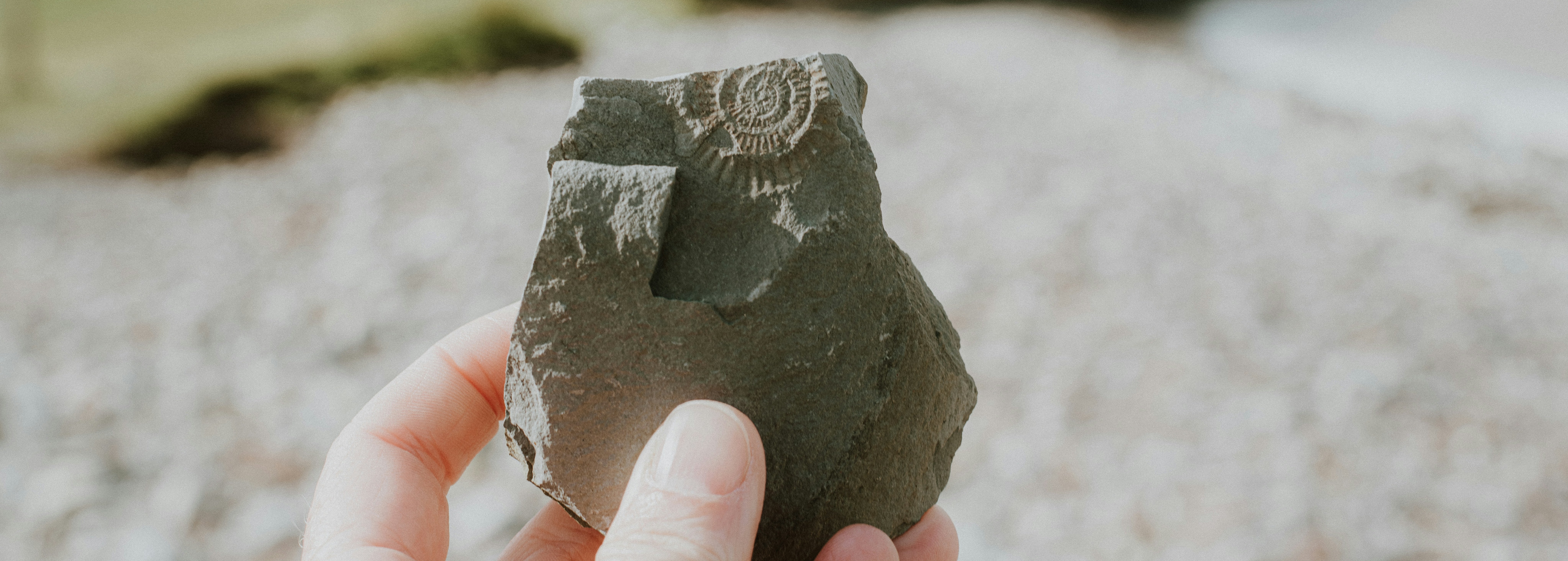 fossil hunting in charmouth