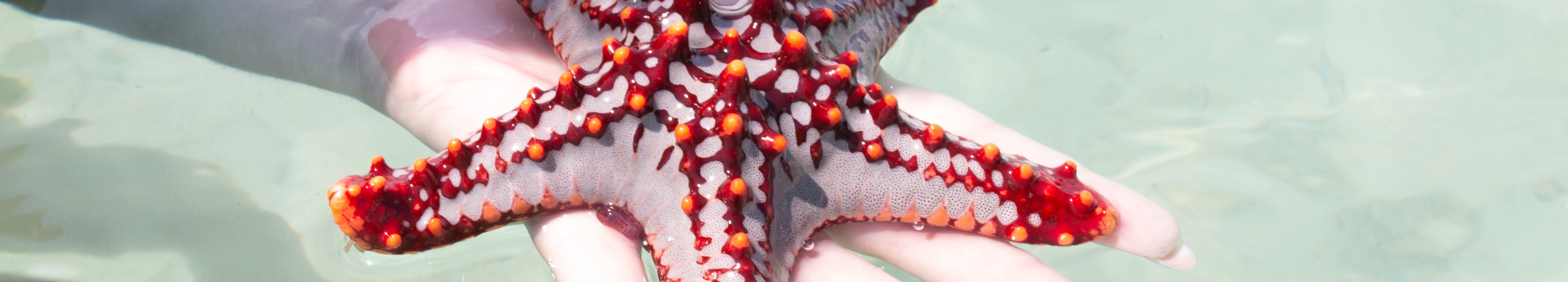 holding a starfish at Lyme Regis Aquarium Dorset Jurassic Coast