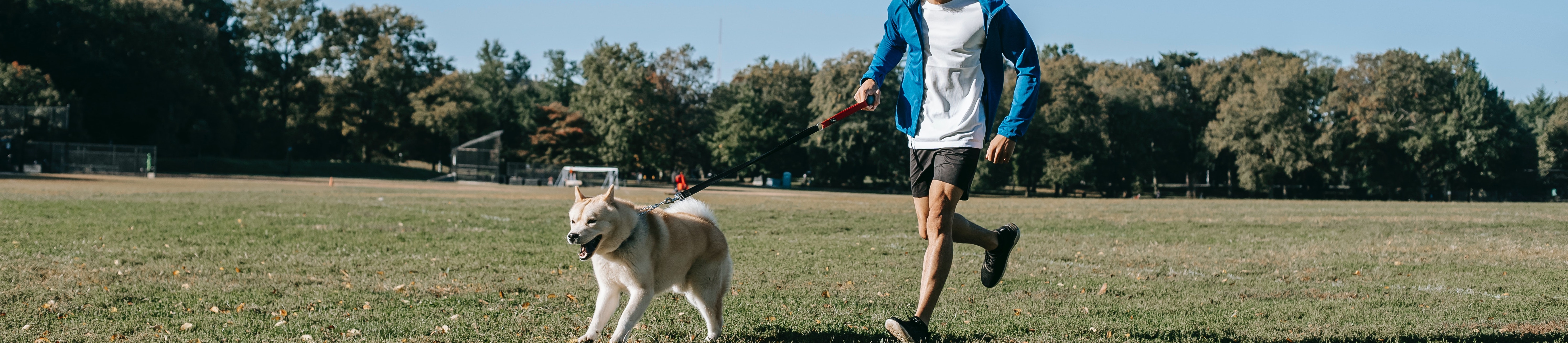 is the golden cap a dog friendly?