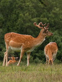 deer
