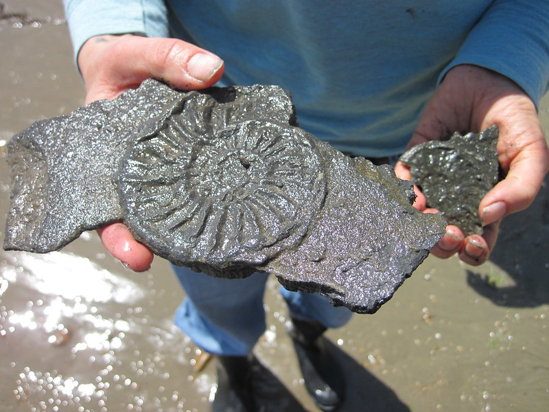 fossil in hands on charmouth beach