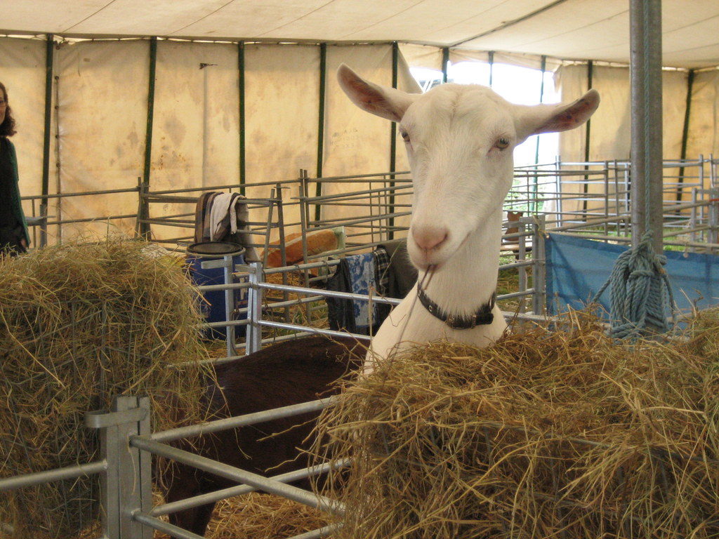 animals at melplash show